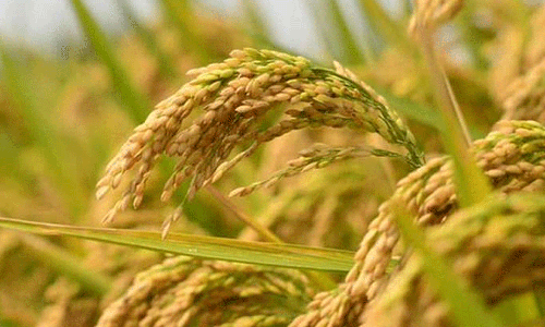 നെല്ലിന്റെ പണം ലഭിക്കുന്നില്ലെന്ന് പരാതി; കോട്ടയത്തെ നെൽ കർഷകർ പ്രതിസന്ധിയിൽ