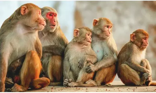 ബഹിരാകാശത്തെ പ്രത്യുൽപാദനം; പഠിക്കാനായി കുരങ്ങുകളെ അയക്കാനൊരുങ്ങി ചൈന