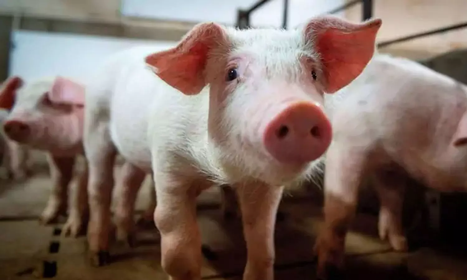 ഇടുക്കിയിലും ആഫ്രിക്കൻ പന്നിപ്പനി; കരിമണ്ണൂരിലെ ഫാമിലാണ് പന്നിപ്പനി സ്ഥിരീകരിച്ചത് ഇടുക്കിയിലും ആഫ്രിക്കൻ പന്നിപ്പനി; കരിമണ്ണൂരിലെ ഫാമിലാണ് പന്നിപ്പനി സ്ഥിരീകരിച്ചത്