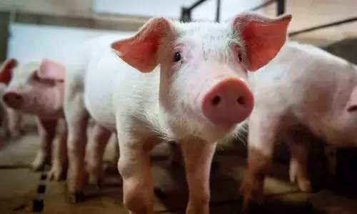 ഇടുക്കിയിലും ആഫ്രിക്കൻ പന്നിപ്പനി; കരിമണ്ണൂരിലെ ഫാമിലാണ് പന്നിപ്പനി സ്ഥിരീകരിച്ചത്