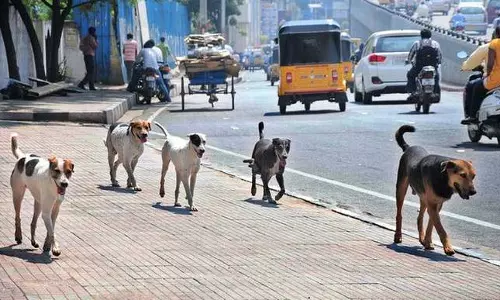 പൊതുസ്ഥലങ്ങളിൽ തെരുവ് നായകൾക്ക് ഭക്ഷണം നൽകുന്നത് ഒഴിവാക്കാനാകില്ലെന്ന് സുപ്രീംകോടതി പൊതുസ്ഥലങ്ങളിൽ തെരുവ് നായകൾക്ക് ഭക്ഷണം നൽകുന്നത് ഒഴിവാക്കാനാകില്ലെന്ന് സുപ്രീംകോടതി