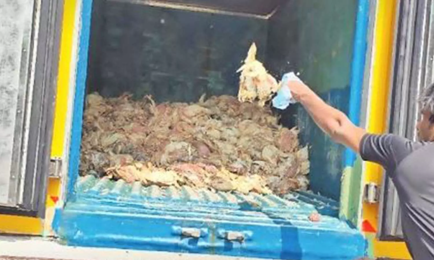 കോഴിക്കോട്ട് ചത്ത കോഴികളുടെ വിൽപന; സാംപിൾ പരിശോധനയിൽ അണുബാധ കണ്ടെത്തി കോഴിക്കോട്ട് ചത്ത കോഴികളുടെ വിൽപന; സാംപിൾ പരിശോധനയിൽ അണുബാധ കണ്ടെത്തി