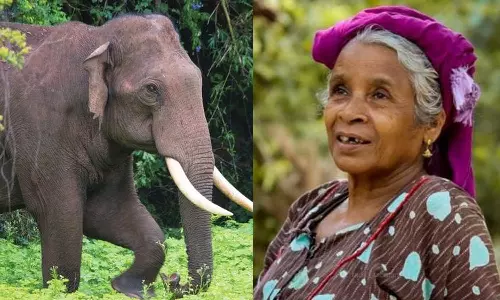 നിലമ്പൂരിൽ സ്ത്രീയെ കാട്ടാന ചവിട്ടിക്കൊന്നു