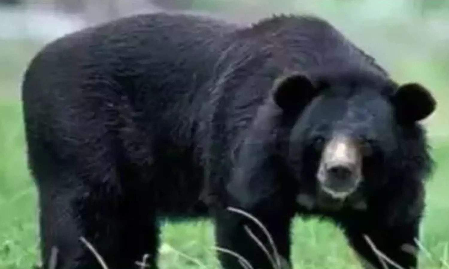 പാലക്കാട് വിദ്യാർഥികൾക്കു നേരെ കരടി പാഞ്ഞടുത്തു