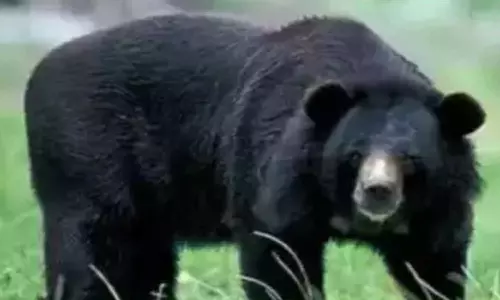 പാലക്കാട് വിദ്യാർഥികൾക്കു നേരെ കരടി പാഞ്ഞടുത്തു പാലക്കാട് വിദ്യാർഥികൾക്കു നേരെ കരടി പാഞ്ഞടുത്തു