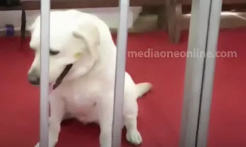 ലഹരി മാഫിയയുടെ പേടിസ്വപ്‌നമാണ് ഈ മിസ്റ്റി