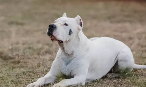 ഗുരുഗ്രാമില്‍ നായയുടെ ആക്രമണത്തിനിരയായ സ്ത്രീക്ക് 2 ലക്ഷം രൂപ നഷ്ടപരിഹാരം നല്‍കാന്‍ ഉത്തരവ്