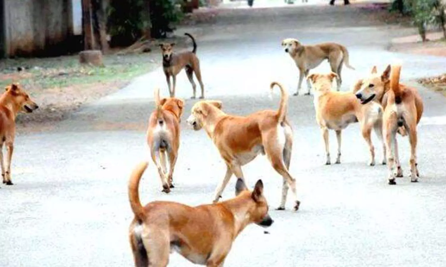 മലപ്പുറത്ത് നാലുവയസുകാരനെ തെരുവുനായകൾ കടിച്ചുകീറി