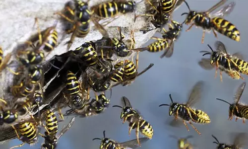 കുന്നത്തറയില്‍ 20 തൊഴിലുറപ്പ് തൊഴിലാളികള്‍ കടന്നൽകുത്തേറ്റ് ചികില്‍സയില്‍