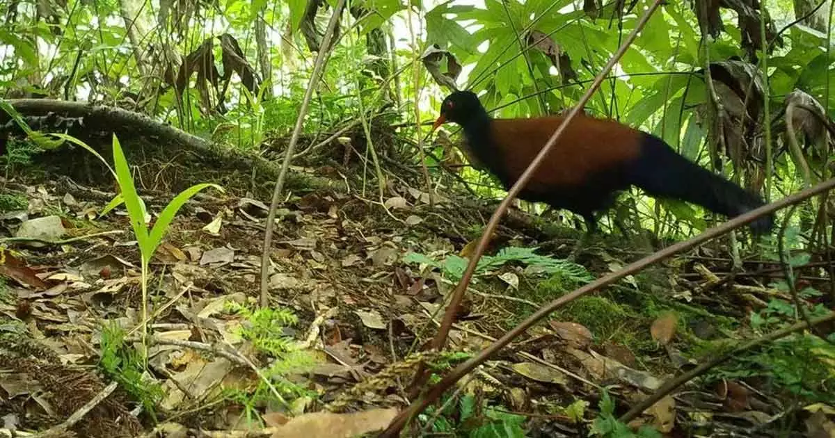 ഭൂമിയില് നിന്ന് കാണാതായ പക്ഷിയെ 140 വര്ഷത്തിനു ശേഷം കണ്ടെത്തി ഭൂമിയില് നിന്ന് കാണാതായ പക്ഷിയെ 140 വര്ഷത്തിനു ശേഷം കണ്ടെത്തി