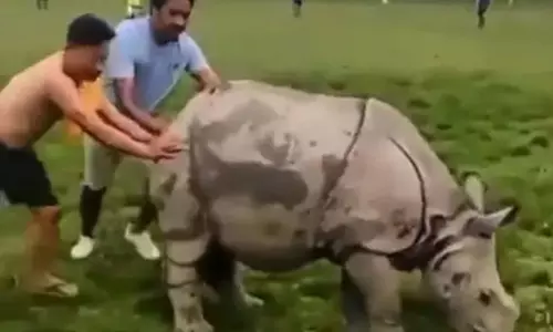 ഫുട്‌ബോൾ ഗ്രൗണ്ടിൽ കാണ്ടാമൃഗം കയറി; രണ്ടാൾ തള്ളിയിട്ടും പുറത്തുപോയില്ല, വീഡിയോ