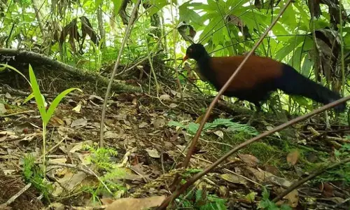 ഭൂമിയില്‍ നിന്ന് കാണാതായ പക്ഷിയെ 140 വര്‍ഷത്തിനു ശേഷം കണ്ടെത്തി