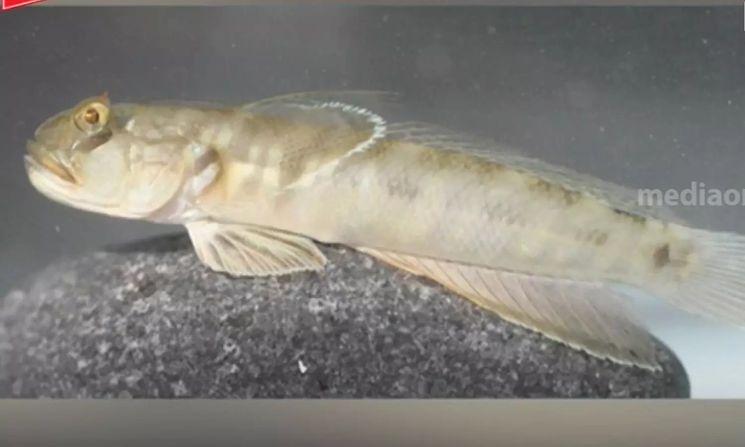 ഒമാനിൽ പുതിയ ഇനം മത്സ്യത്തെ കണ്ടെത്തി ഒമാനിൽ പുതിയ ഇനം മത്സ്യത്തെ കണ്ടെത്തി