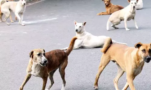 stray dogs, kerala stray dog attack