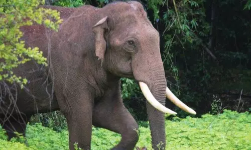 അട്ടപ്പാടിയിൽ ആദിവാസി യുവാവിനെ ആന ചവിട്ടിക്കൊന്നു അട്ടപ്പാടിയിൽ ആദിവാസി യുവാവിനെ ആന ചവിട്ടിക്കൊന്നു