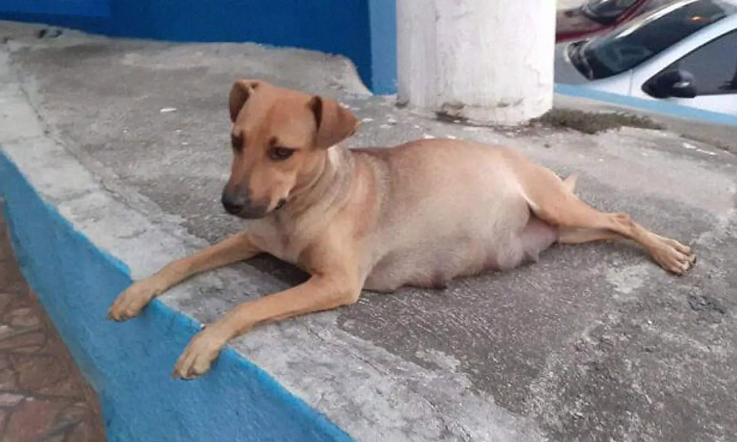 ഗർഭിണിയായ നായയെ തല്ലിക്കൊന്ന സംഭവം; നാല് വിദ്യാർഥികൾ അറസ്റ്റിൽ ഗർഭിണിയായ നായയെ തല്ലിക്കൊന്ന സംഭവം; നാല് വിദ്യാർഥികൾ അറസ്റ്റിൽ