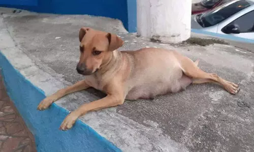 ഗർഭിണിയായ നായയെ തല്ലിക്കൊന്ന സംഭവം; നാല് വിദ്യാർഥികൾ അറസ്റ്റിൽ