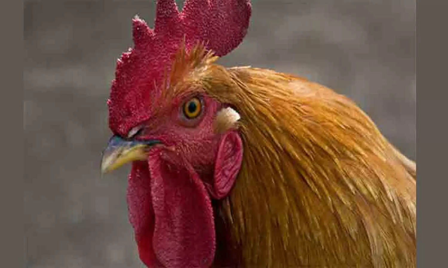 പിഞ്ചുകുഞ്ഞിനെ പൂവൻ കോഴി കൊത്തി പരിക്കേൽപ്പിച്ചു; ഉടമക്കെതിരെ കേസ് പിഞ്ചുകുഞ്ഞിനെ പൂവൻ കോഴി കൊത്തി പരിക്കേൽപ്പിച്ചു; ഉടമക്കെതിരെ കേസ്