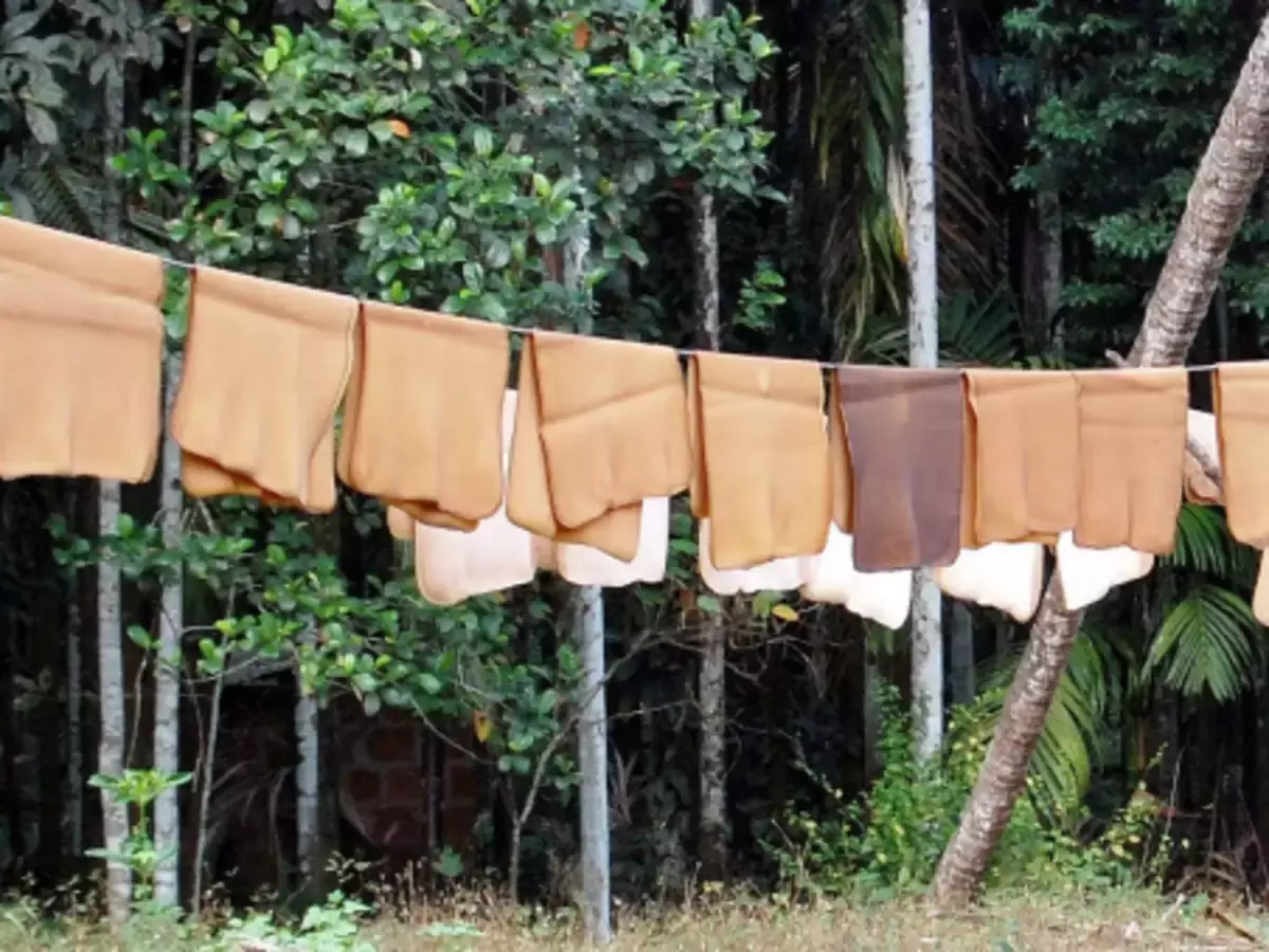 റബ്ബർ ഷീറ്റിനും ലാറ്റക്സിനും വില കുറയുന്നു; സംസ്ഥാനത്തെ റബ്ബർ കർഷകർ പ്രതിസന്ധിയിൽ