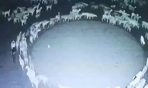 ഒടുവിൽ ആ രഹസ്യത്തിന്റെ ചുരുളഴിഞ്ഞു; ആടുകൾ നിർത്താതെ വട്ടം ചുറ്റുന്നതിന് കാരണം കണ്ടെത്തി