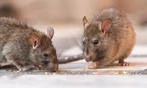 പിടിച്ചെടുത്ത 500 കിലോ കഞ്ചാവ് എലികൾ തിന്നെന്ന് പൊലീസ്; തെളിവുണ്ടോ എന്ന് കോടതി