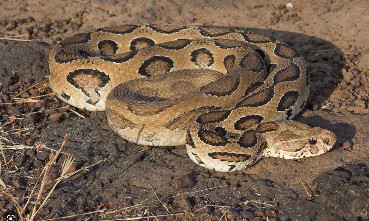 പാമ്പിന് മുന്നിൽ നാവ് നീട്ടി നാഗപൂജ; അണലിയുടെ കടിയേറ്റ കർഷകന്റെ നാവ് മുറിച്ചുമാറ്റി
