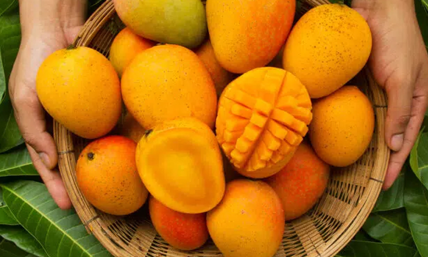 കാലറി കുറവ്,ദഹനസഹായി... രുചിയിൽ മാത്രമല്ല, ഗുണത്തിലും കേമനാണ് മാമ്പഴം...