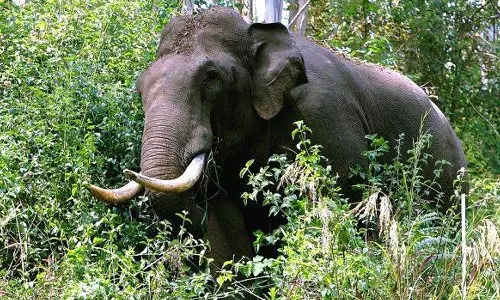 പാലക്കാട് കാട്ടാനയെ മയക്കുവെടി വെക്കാൻ നിർദ്ദേശം പാലക്കാട് കാട്ടാനയെ മയക്കുവെടി വെക്കാൻ നിർദ്ദേശം