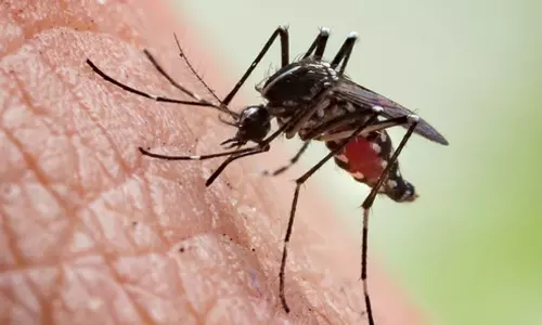 കാൽവിരലുകൾ മുറിച്ചുമാറ്റി, ഒരു മാസത്തോളം കോമയിൽ, 30ലേറെ ശസ്ത്രക്രിയകൾ; എല്ലാത്തിനും കാരണം ഒരു കൊതുക്