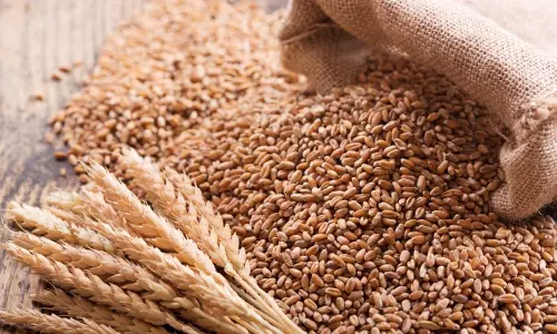 ഷാർജയിൽ ഇനി ഗോതമ്പ് വിളയും; 400 ഹെക്ടർ പാടത്ത് ഭരണാധികാരി വിത്തിറക്കി ഷാർജയിൽ ഇനി ഗോതമ്പ് വിളയും; 400 ഹെക്ടർ പാടത്ത് ഭരണാധികാരി വിത്തിറക്കി