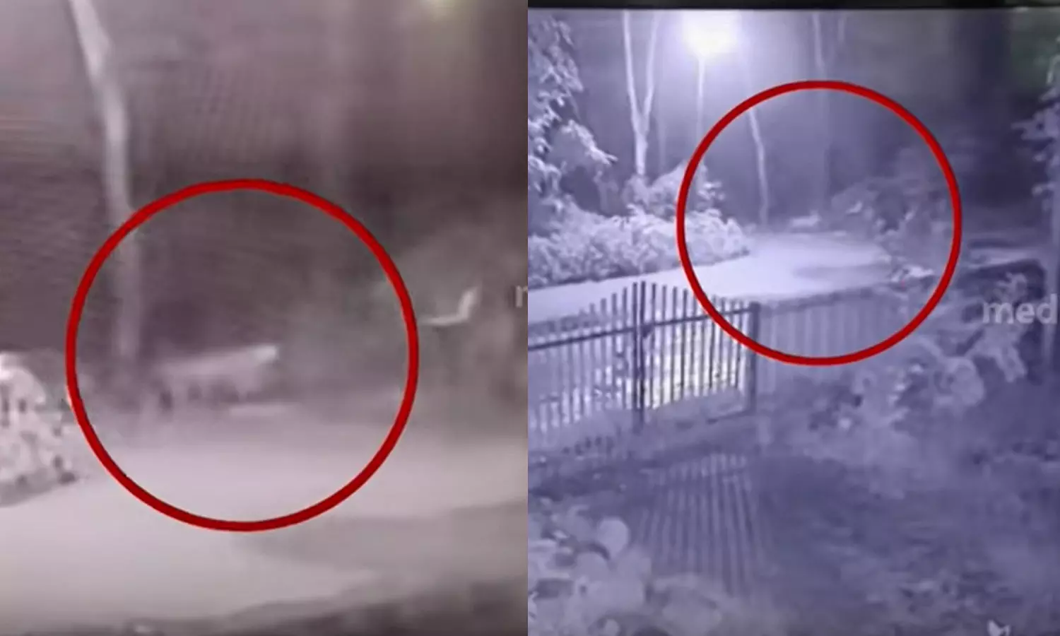 കലഞ്ഞൂരിൽ വീണ്ടും പുലിയിറങ്ങി കലഞ്ഞൂരിൽ വീണ്ടും പുലിയിറങ്ങി