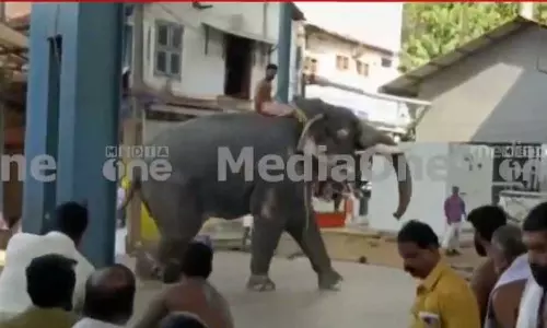 ഗുരുവായൂരിൽ ഫോട്ടോഷൂട്ടിനിടെ ഇടഞ്ഞ ആന വീണ്ടും ഇടഞ്ഞു ഗുരുവായൂരിൽ ഫോട്ടോഷൂട്ടിനിടെ ഇടഞ്ഞ ആന വീണ്ടും ഇടഞ്ഞു