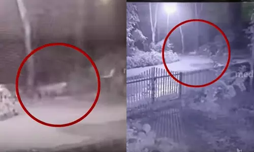 കലഞ്ഞൂരിൽ വീണ്ടും പുലിയിറങ്ങി കലഞ്ഞൂരിൽ വീണ്ടും പുലിയിറങ്ങി