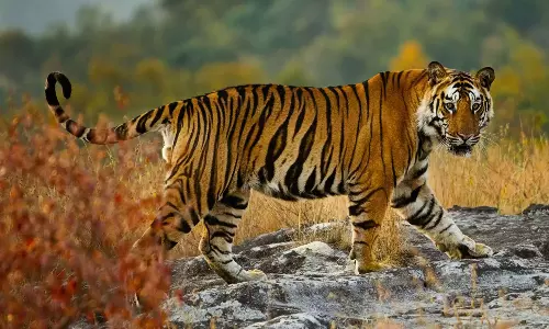 പത്തനംതിട്ട കലഞ്ഞൂരിൽ വീണ്ടും പുലിയിറങ്ങി പത്തനംതിട്ട കലഞ്ഞൂരിൽ വീണ്ടും പുലിയിറങ്ങി