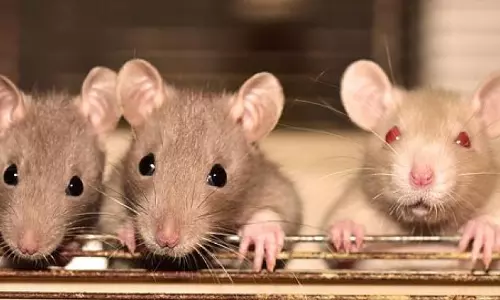 എലിയെ പിടിക്കാനറിയാമോ? ശമ്പളം 1.38 കോടി രൂപ