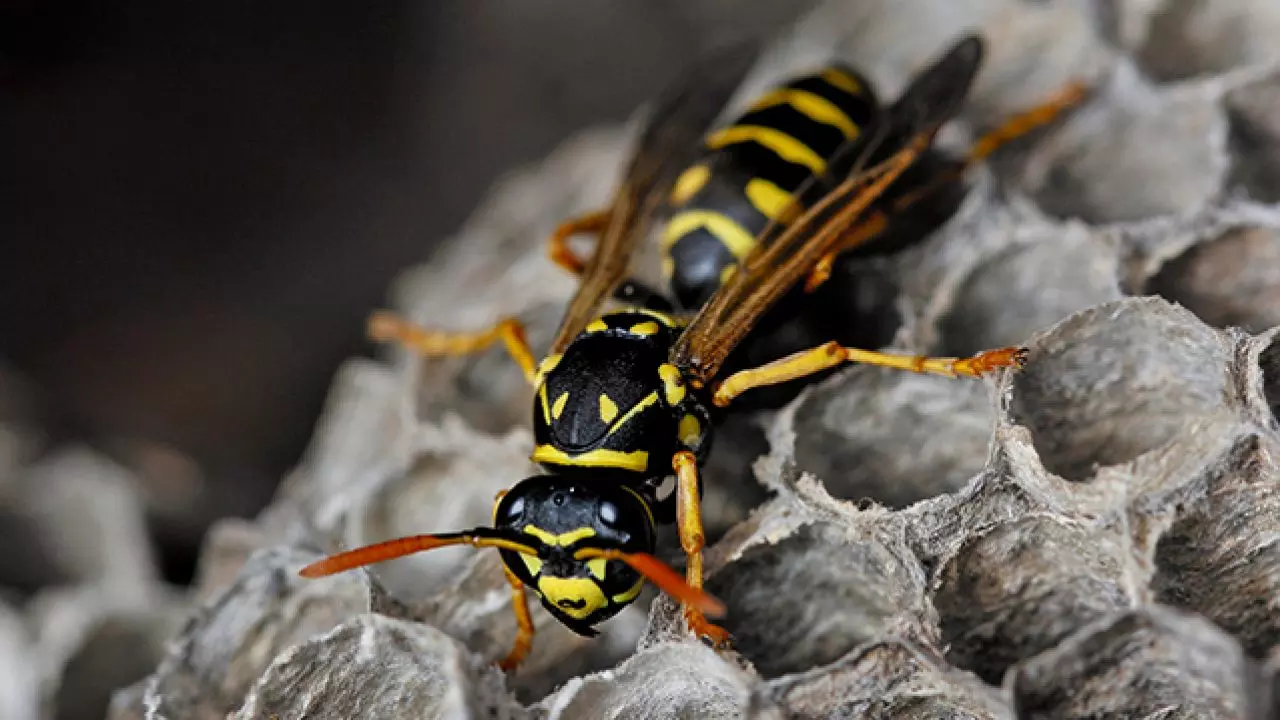 അഞ്ചലിൽ 15 പേർക്ക് കടന്നലിന്റെ കുത്തേറ്റു അഞ്ചലിൽ 15 പേർക്ക് കടന്നലിന്റെ കുത്തേറ്റു