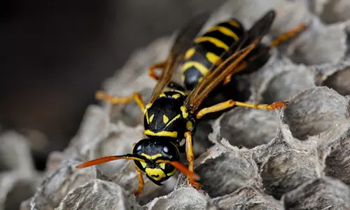 അഞ്ചലിൽ 15 പേർക്ക് കടന്നലിന്‍റെ കുത്തേറ്റു