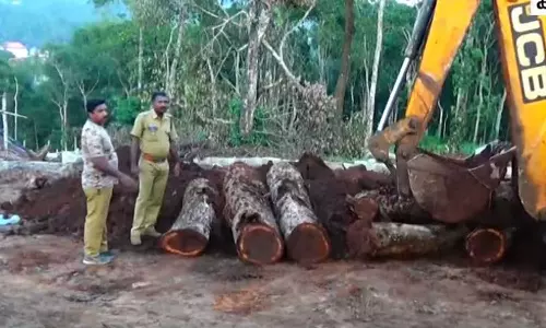 തോട്ടഭൂമിയിൽ നിന്ന് അനധികൃതമായി ഈട്ടി മരങ്ങൾ മുറിച്ചു; പഞ്ചായത്തംഗത്തിനെതിരെ കേസ്