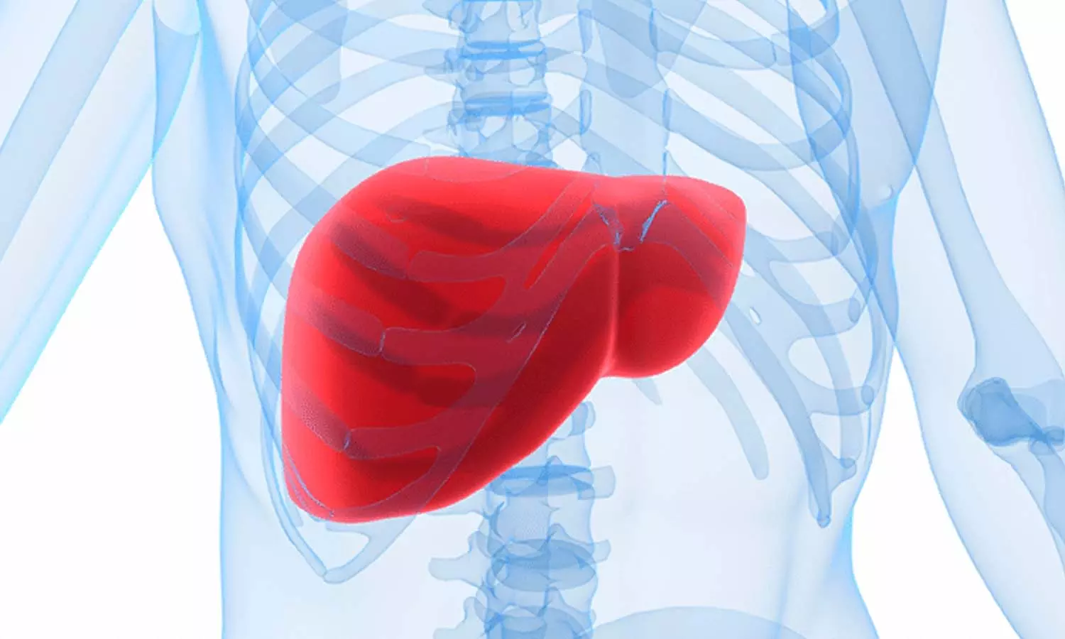 കരളിന്റെ കരുത്ത് കൂട്ടാൻ പരീക്ഷിക്കാം ഈ നാടൻവഴികൾ കരളിന്റെ കരുത്ത് കൂട്ടാൻ പരീക്ഷിക്കാം ഈ നാടൻവഴികൾ