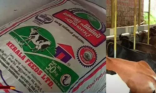 കേരള ഫീഡ്‌സ് കാലിത്തീറ്റയിൽ വിഷബാധ; കണ്ണൂരില്‍ എട്ട് പശുക്കൾ ചത്തു