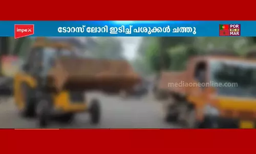 എറണാകുളത്ത് ടോറസ് ലോറി ഇടിച്ച് അഞ്ച് പശുക്കൾ ചത്തു