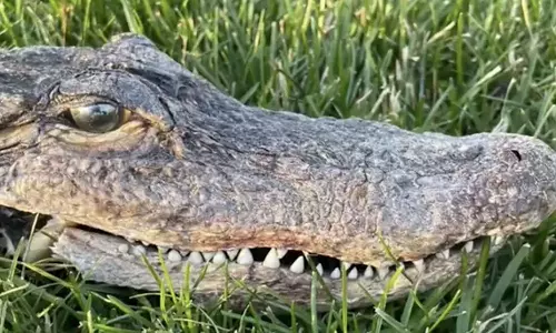 പൂച്ച കടിച്ചുകൊണ്ടു വന്ന കവറിൽ ചീങ്കണ്ണിയുടെ തല; തുറന്നു നോക്കിയ വീട്ടുടമ ഇറങ്ങിയോടി