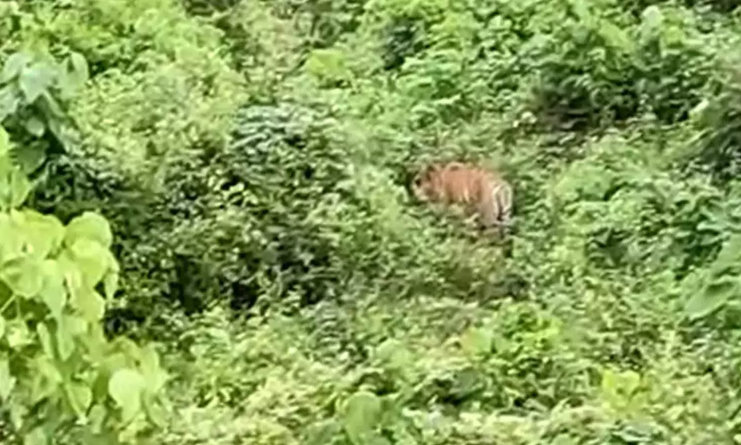 കണ്ണൂർ ആറളം ഫാമിൽ കടുവ; തിരച്ചിൽ ഇന്ന് പുനരാരംഭിക്കും കണ്ണൂർ ആറളം ഫാമിൽ കടുവ; തിരച്ചിൽ ഇന്ന് പുനരാരംഭിക്കും