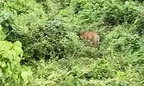 കണ്ണൂർ ആറളം ഫാമിൽ കടുവ; തിരച്ചിൽ ഇന്ന് പുനരാരംഭിക്കും