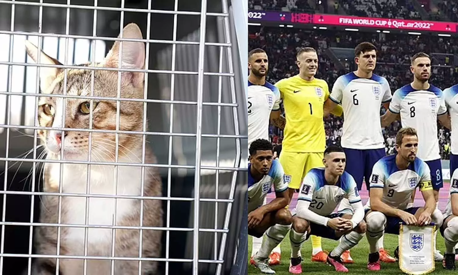 ഖത്തറിൽ നിന്നും കപ്പില്ല; പകരം പൂച്ചയെ ദത്തെടുത്ത് ഇംഗ്ലീഷ് താരങ്ങൾ ഖത്തറിൽ നിന്നും കപ്പില്ല; പകരം പൂച്ചയെ ദത്തെടുത്ത് ഇംഗ്ലീഷ് താരങ്ങൾ