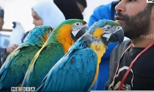 ലുലു ഹൈപ്പർമാർക്കറ്റിൽ പാവ്സ് ആൻഡ് ടെയിൽസ് കാർണിവൽ ലുലു ഹൈപ്പർമാർക്കറ്റിൽ പാവ്സ് ആൻഡ് ടെയിൽസ് കാർണിവൽ