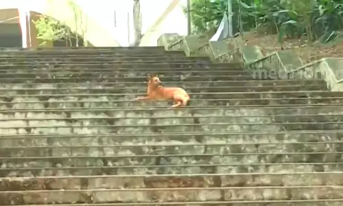 പേപ്പട്ടിശല്യം; ശ്രീകാര്യം എഞ്ചി:കോളേജ് അടച്ചു