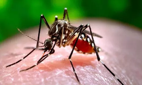 കർണാടകയിൽ ആദ്യ സിക വൈറസ് സ്ഥിരീകരിച്ചു; രോഗത്തെയും ലക്ഷണങ്ങളെക്കുറിച്ചും അറിഞ്ഞിരിക്കാം... കർണാടകയിൽ ആദ്യ സിക വൈറസ് സ്ഥിരീകരിച്ചു; രോഗത്തെയും ലക്ഷണങ്ങളെക്കുറിച്ചും അറിഞ്ഞിരിക്കാം...