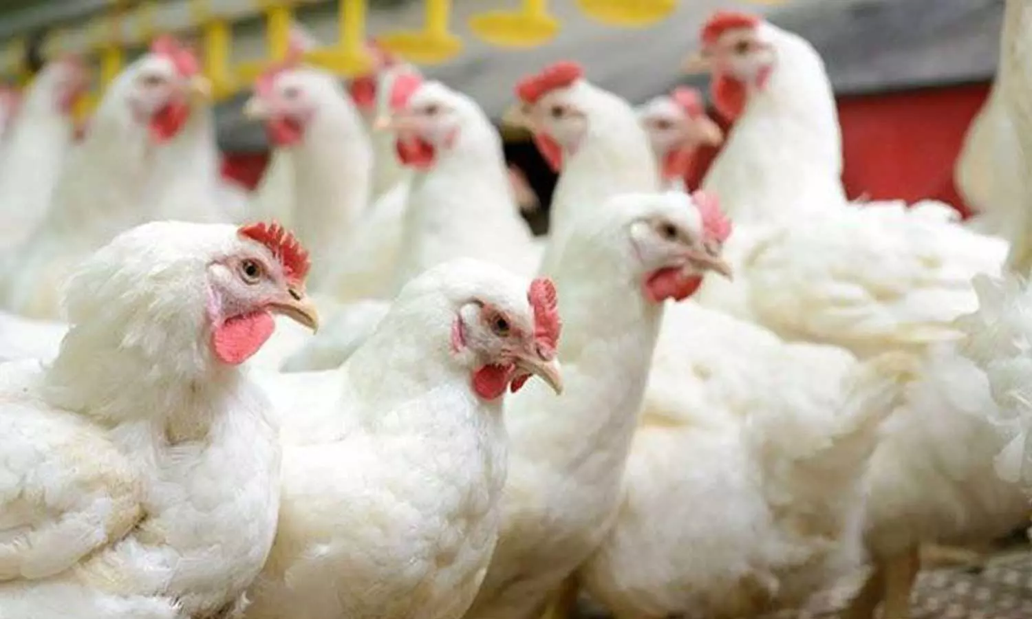 കോട്ടയത്ത് പക്ഷിപ്പനി സ്ഥിരീകരിച്ചു; 5000 പക്ഷികളെ ഇന്ന് കൊന്നൊടുക്കും