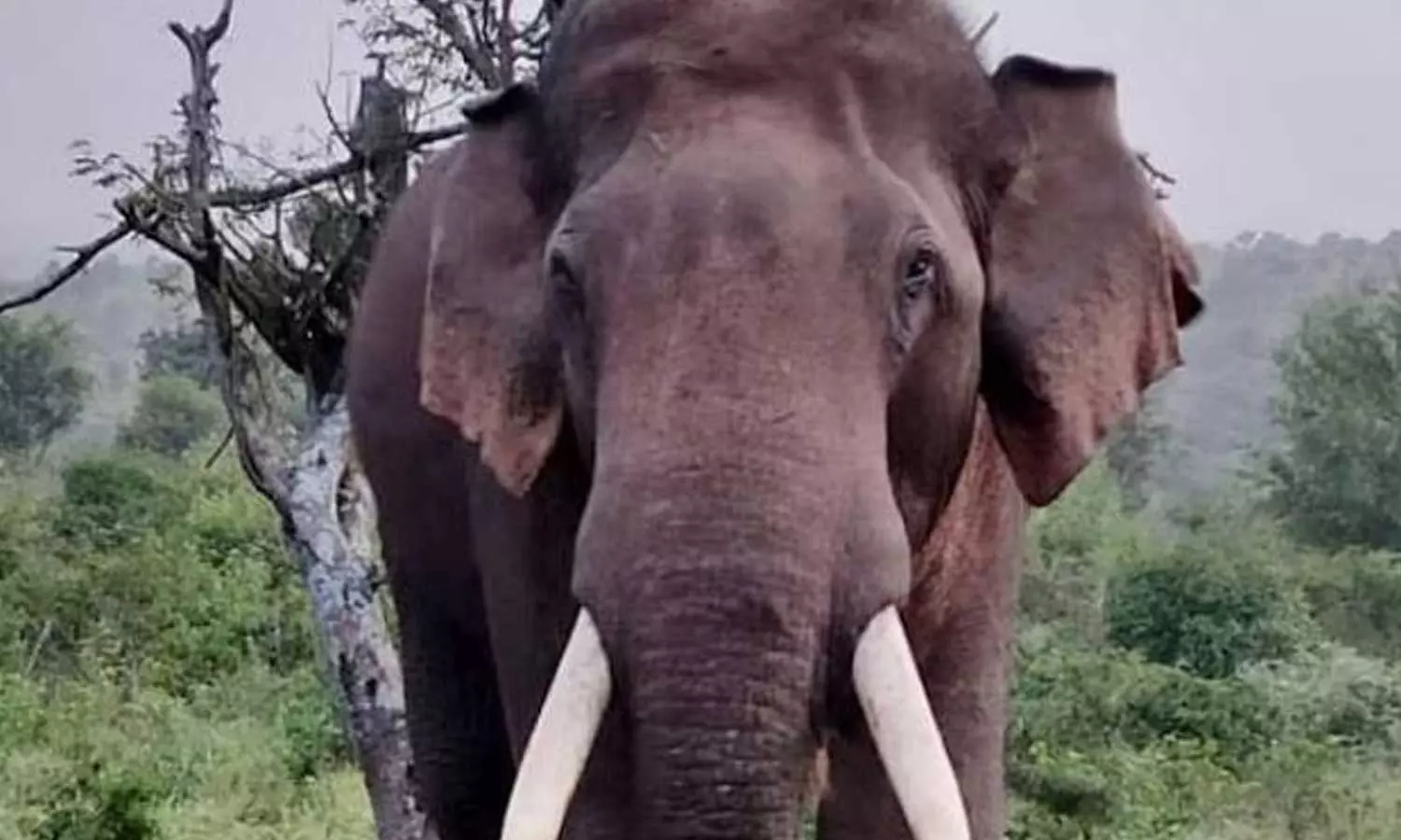 ബന്ദിപ്പൂർ വന്യജീവി സങ്കേതത്തിൽ ചരക്കുലോറി ഇടിച്ച് കാട്ടാന ചരിഞ്ഞു ബന്ദിപ്പൂർ വന്യജീവി സങ്കേതത്തിൽ ചരക്കുലോറി ഇടിച്ച് കാട്ടാന ചരിഞ്ഞു